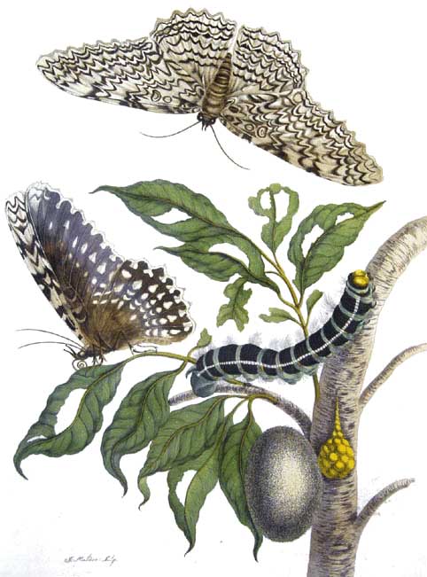 Metamorphosis Insectorum Surinamensium. Domaine public