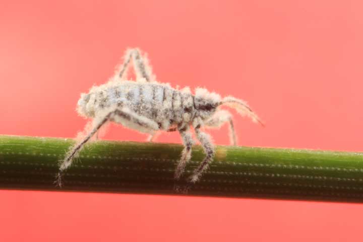 Un puceron du genre Schizolachnus sur une aiguille de pin, Photographie par Colin Favret.