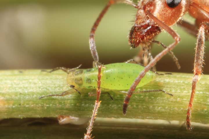 Puceron Essigella avec fourmi