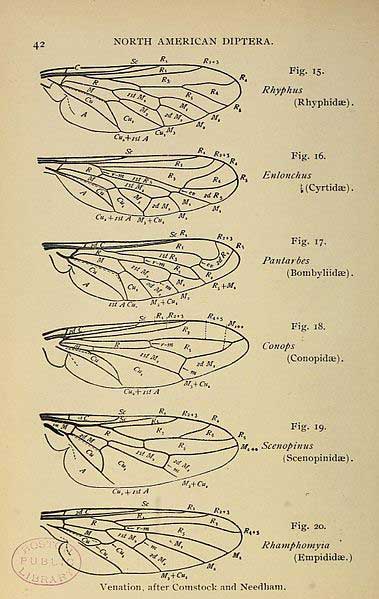 Les patrons des reinures des ailes peuvent permettre de différencier des espèces de diptères. Photographie: Wikipedia Commons.