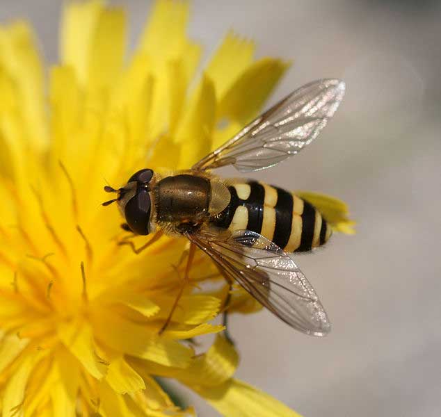 Diptère de la famille des Syrphidae. Le défi d'un entomologiste comprend de bien identifier les spécimens mimétiques. Photographie: Wikipedia Commons.