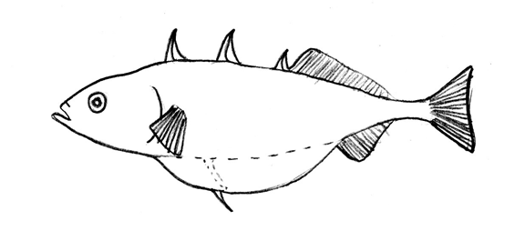 Épinoche à trois épines (Gasterosteus aculeatus)