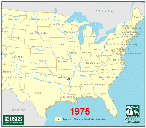 Évolution du nombre de cas de carpes noires, argentées et à grosse tête de 1975 à 2011 aux États-Unis. National Wildlife Federation.