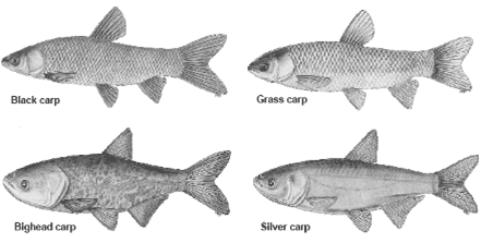 Les quatre espèces de carpes asiatiques la carpe noire (black), la carpe des roseaux (grass), la carpe à grosse tête (bighead) et la carpe argentée (silver). Great Lakes Information Network.